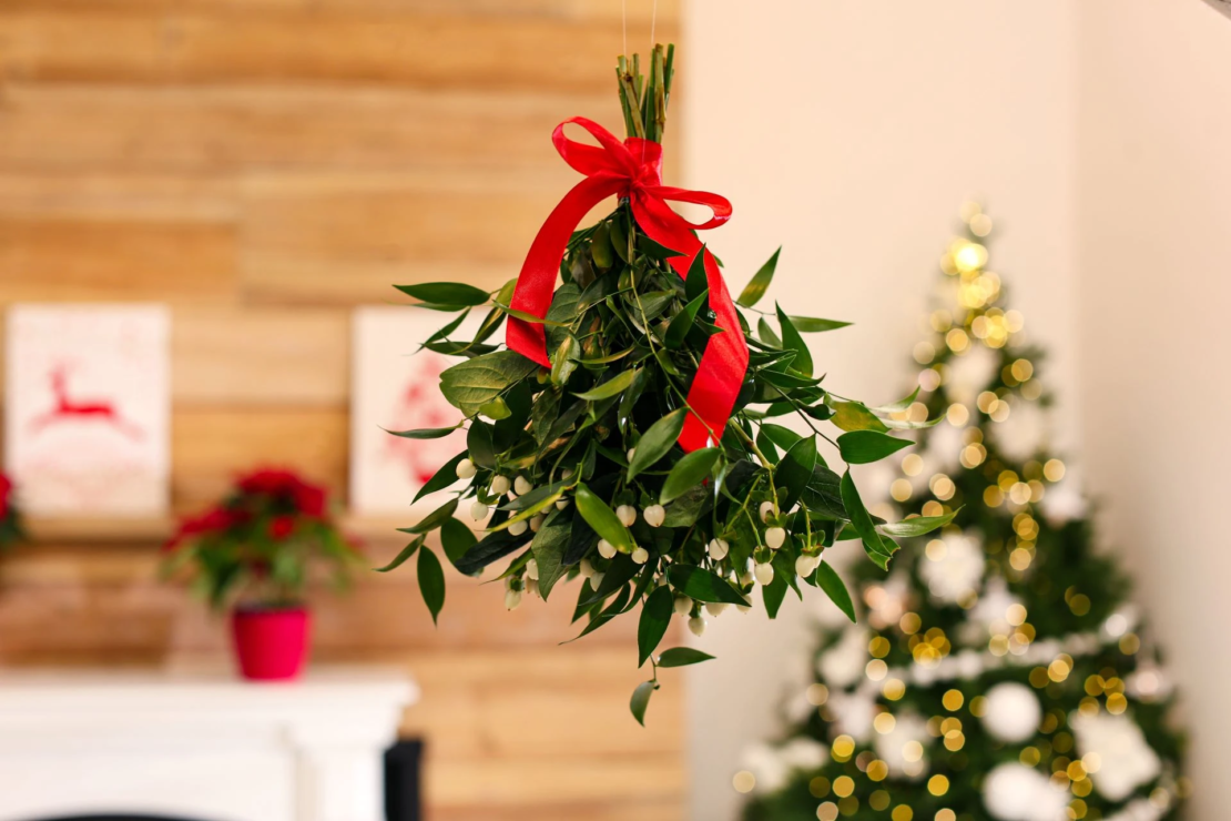 Ein Mistelzweig hängt in einem weihnachtlich geschmückten Raum von der Decke, im Hintergrund ist unscharf ein geschmückter Tannenbaum, weihnachtliche Bilder an der Wand sowie ein Tisch mit einem Weihnachtsstern im roten Blumentopf zu erkennen.