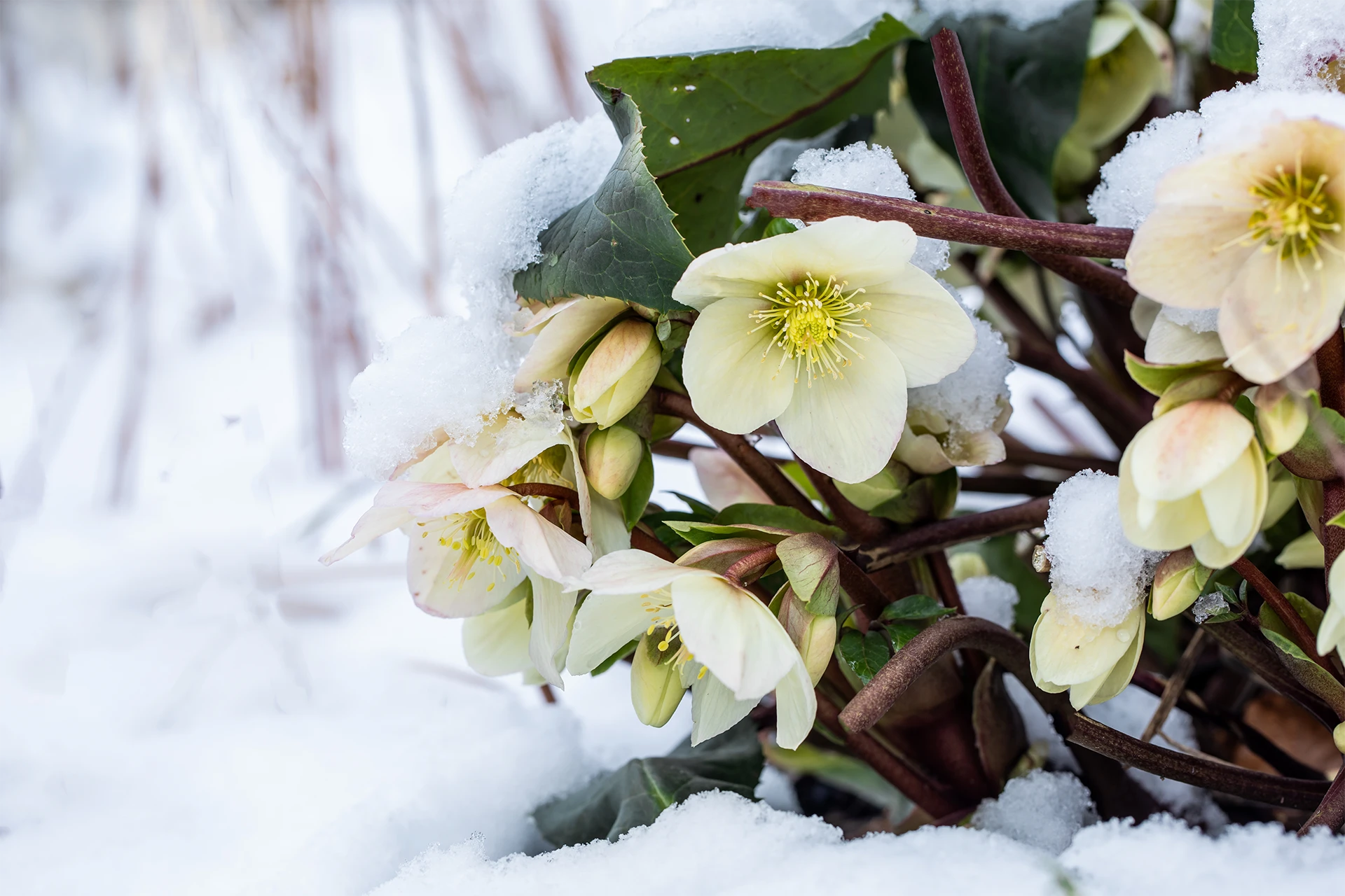 59+ Christrose Winterhart Pflege, Im beet benötigt die pflanze