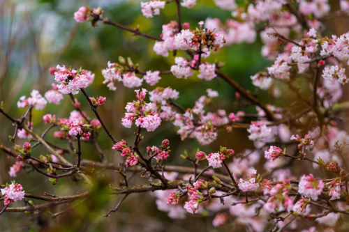 Ein Duftschneeball mit pink-weißen Blütenständen. Foto: AdobeStock_LenaTolmach