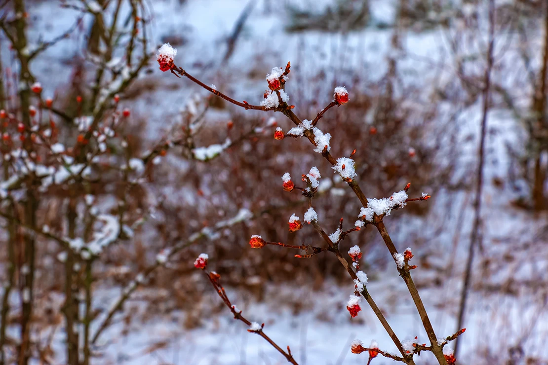 Duftschneeball in einer Schneelandschaft: Kahle Zweige tragen einige rötliche Fruchtknospen. Im Hintergrund sind einige blattlose Büsche zu sehen. Foto: AdobeStock_Nataliia