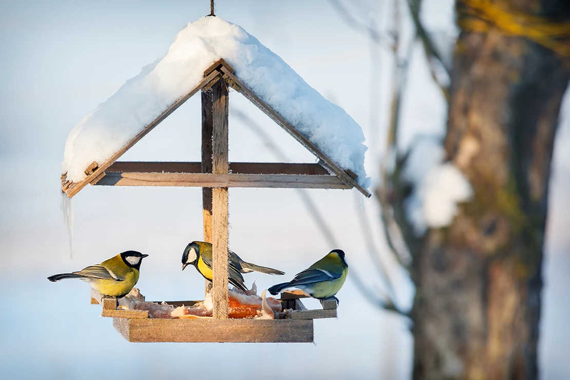 Das Bild zeigt ein verschneites Vogelhäuschen aus Holz mit drei Kohlmeisen, die auf dem Futter sitzen. Das Häuschen hat ein Spitzdach, das mit einer dicken Schicht Schnee bedeckt ist. m Hintergrund sieht man unscharf einen Baumstamm und eine winterliche Schneelandschaft. [Foto: AdobeStock_Linas T]