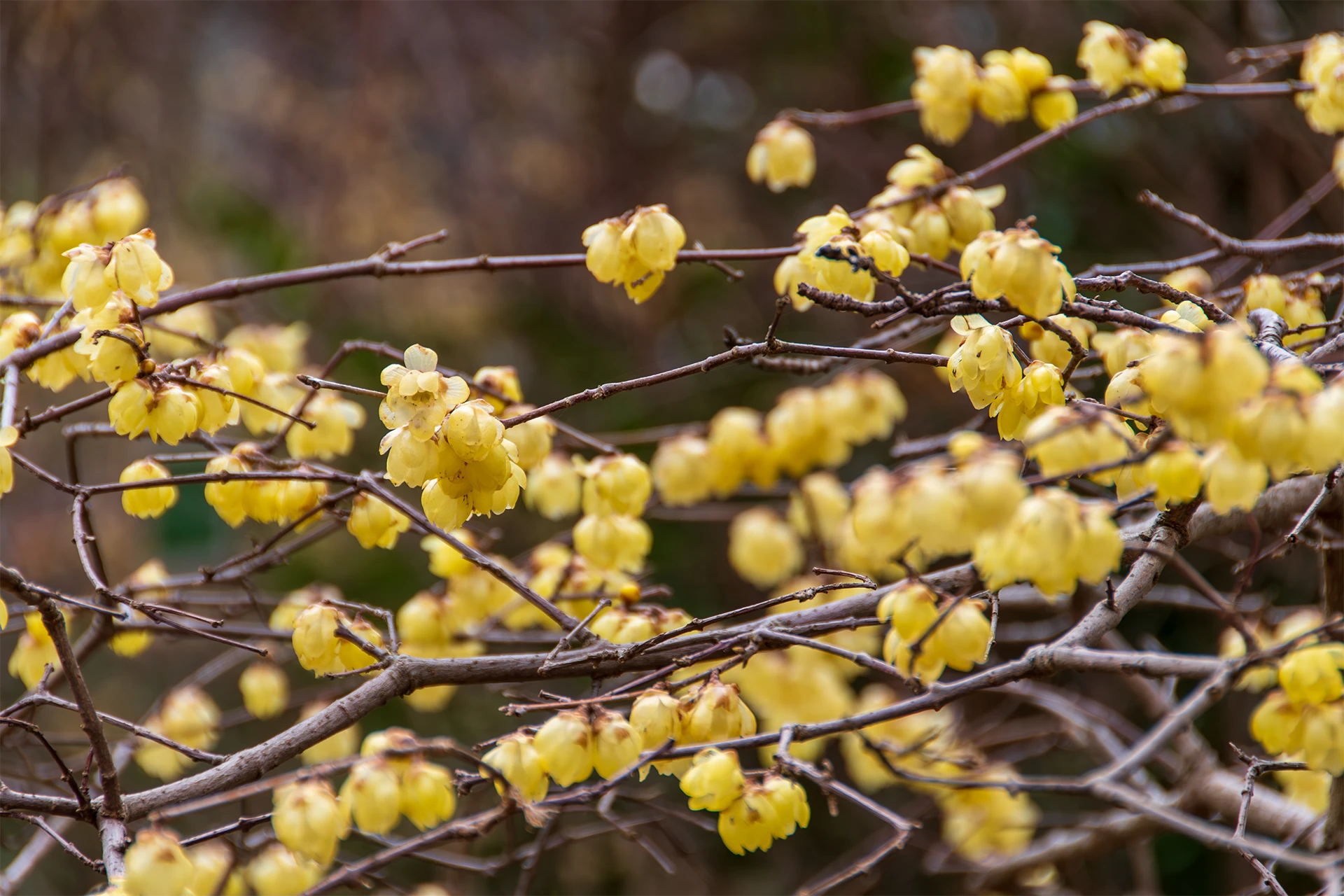 Chinesische Winterblüte Standort, Pflanzung und Pflegetipps