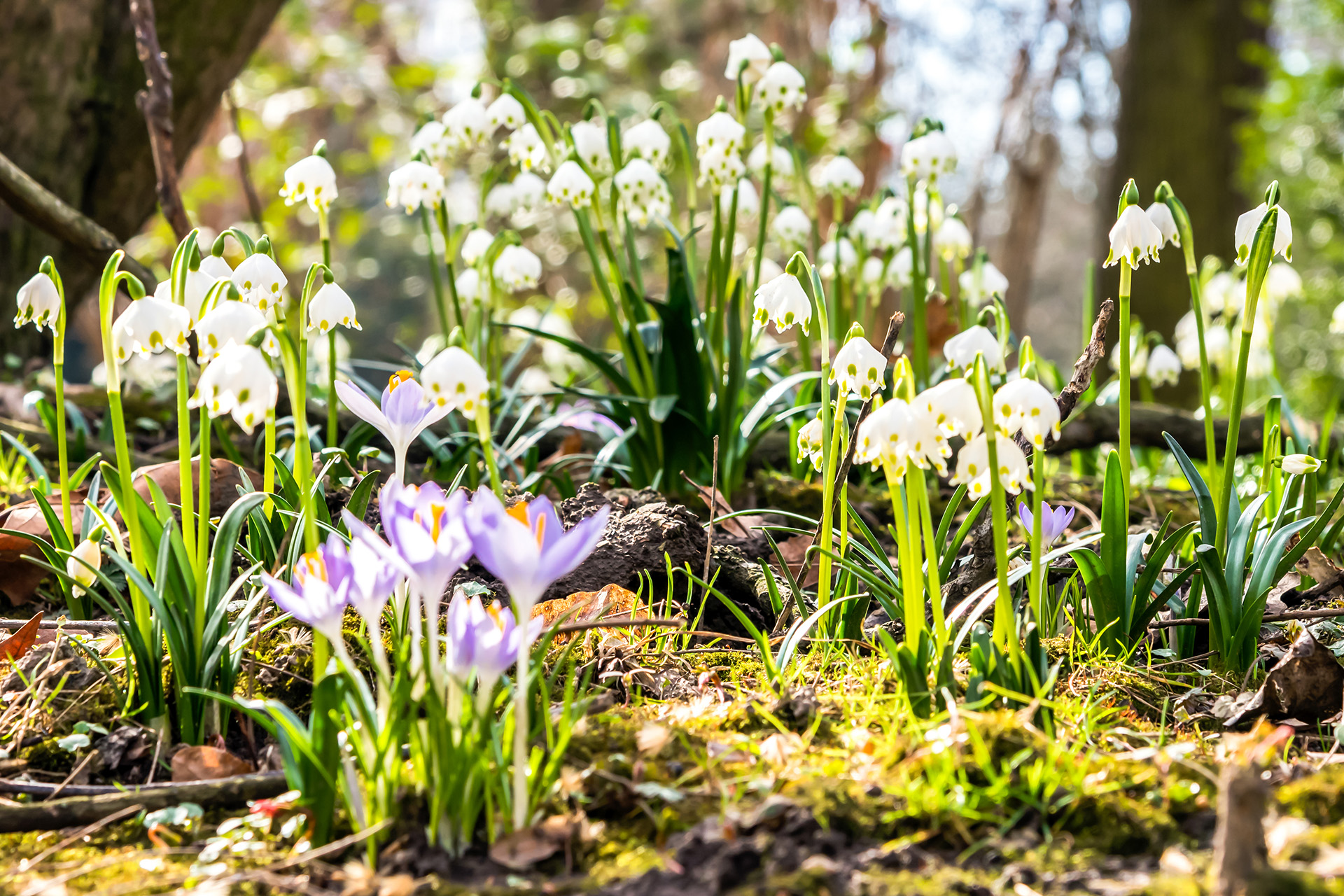 Garten im März Diese Aufgaben stehen jetzt an GartenFlora