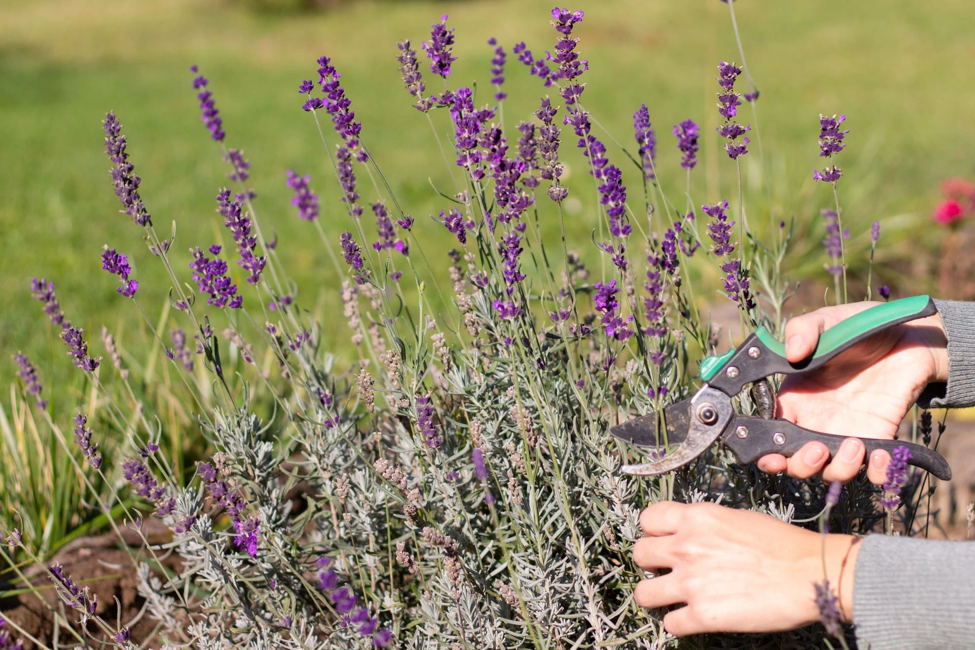 Lavendel schneiden Am besten zweimal im Jahr GartenFlora