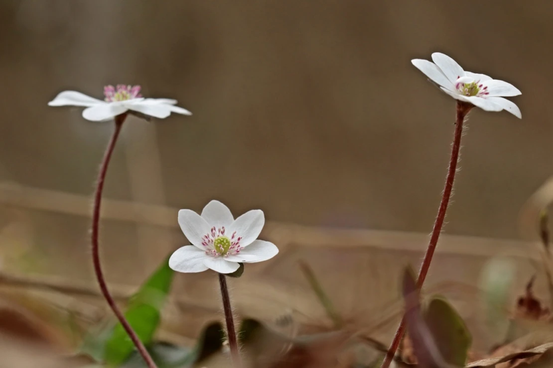 Drei weiße Leberblümchen sprießen aus dem Waldboden. Foto: AdobeStock_Schmutzler-Schaub