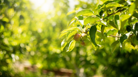 Unreife Äpfel an einem Baum im Garten. Foto: AdobeStock_scharfsinn86