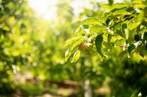 Unreife Äpfel an einem Baum im Garten. Foto: AdobeStock_scharfsinn86