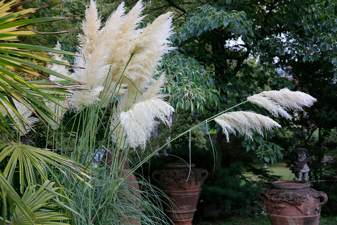 Das Bild zeigt Pampasgras (Cortaderia selloana) mit seinen charakteristischen, cremeweißen, federartigen Blütenrispen in einem Garten. Die langen, schmalen Blätter des Grases sind grün und wachsen büschelartig. Links im Bild sind die Blätter einer Hanfpalme zu sehen, Im Hintergrund sind Bäume zu sehen sowie zwei große Terrakotta-Töpfe mit Verzierungen.