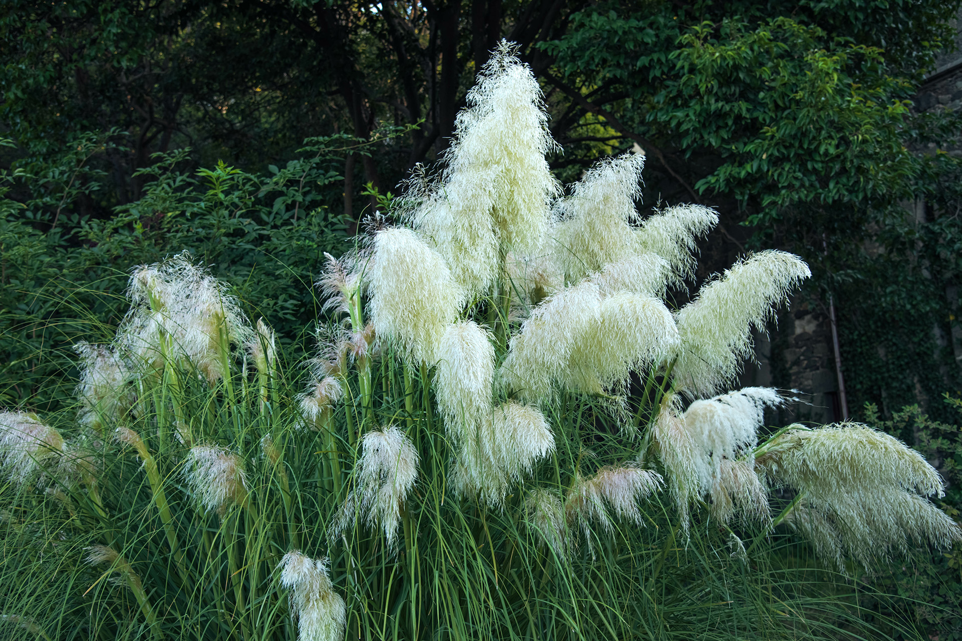 Pampasgras schneiden Am besten im Frühjahr GartenFlora