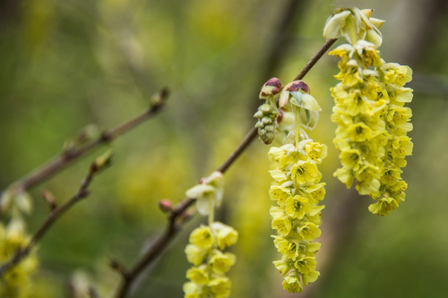 Blüten einer Scheinhasel in der Nahaufnahme. Foto: AdobeStock_Michael Möller