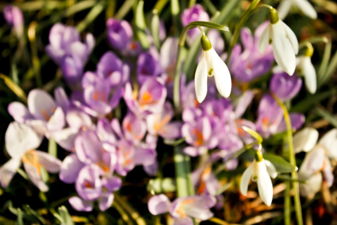 Schneeglöckchen vor violettfarbenen Krokussen.