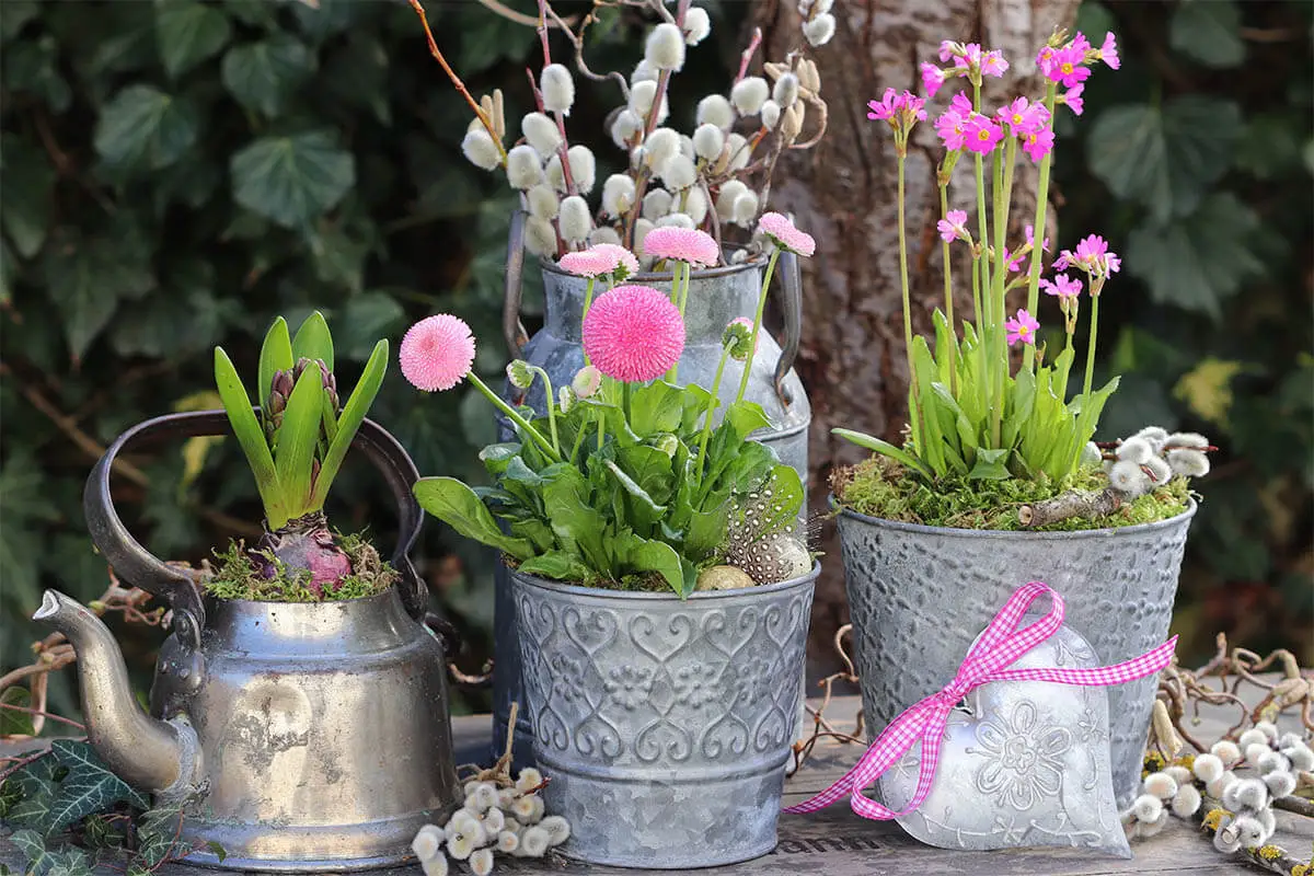 Valentinstag Geschenkideen mit Blumen in Zinktöpfen 