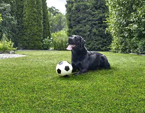 Ein schwarzer Hund liegt entspannt auf einem gut gepflegten, unkrautfreien Rasen.