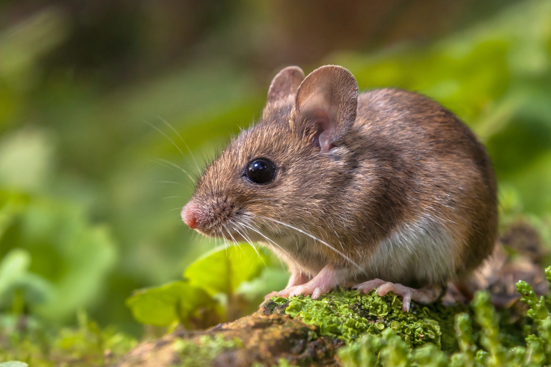 Waldmaus auf Baumstamm.