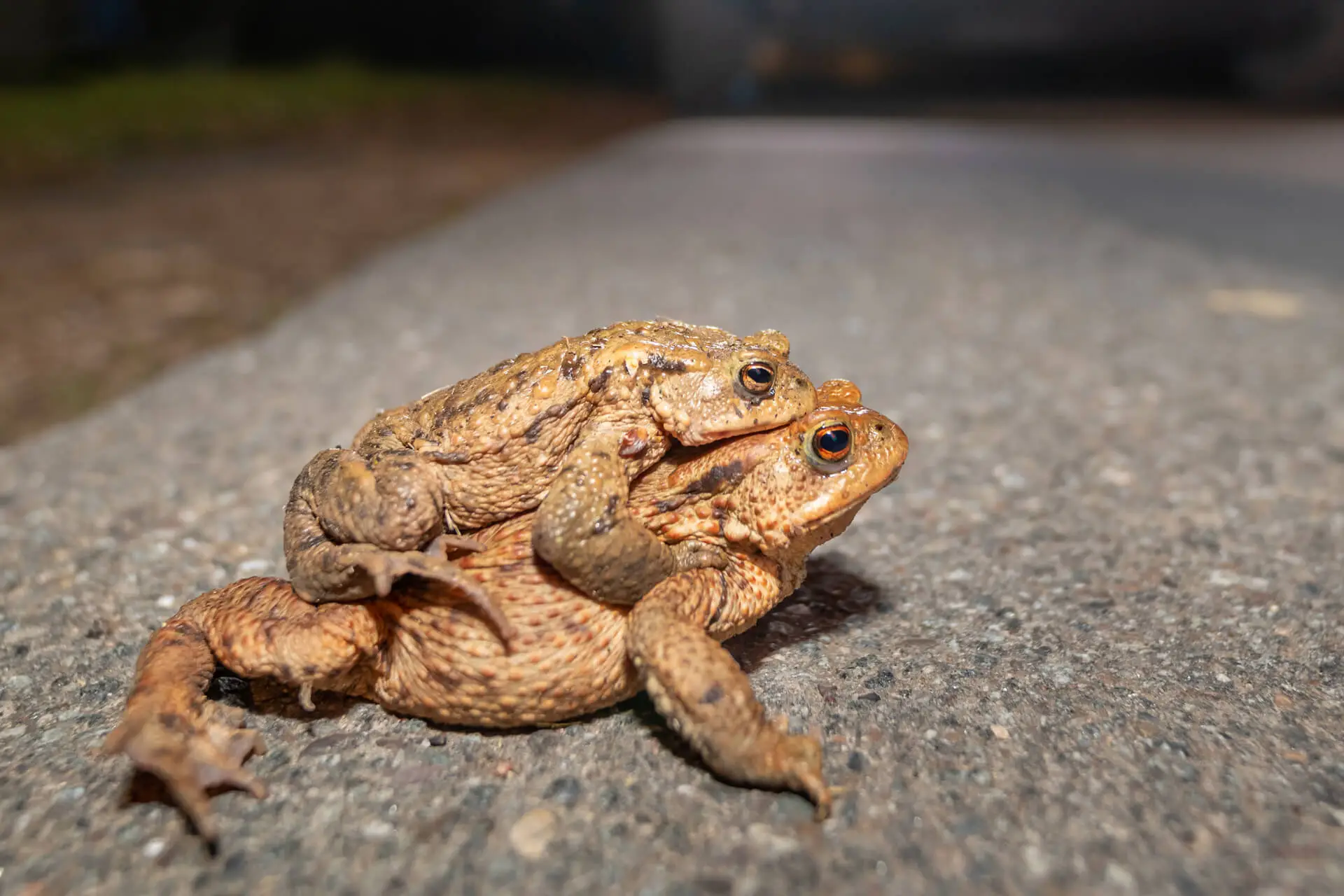 Kröten im Garten [Foto: AdobeStock_Evelyn Kobben]