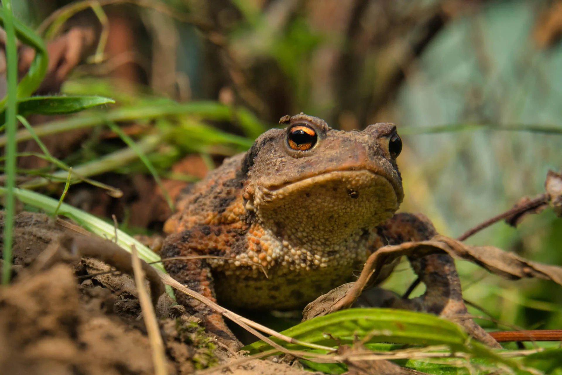 Kröten im Garten – Erdkröte zwischen Blättern.