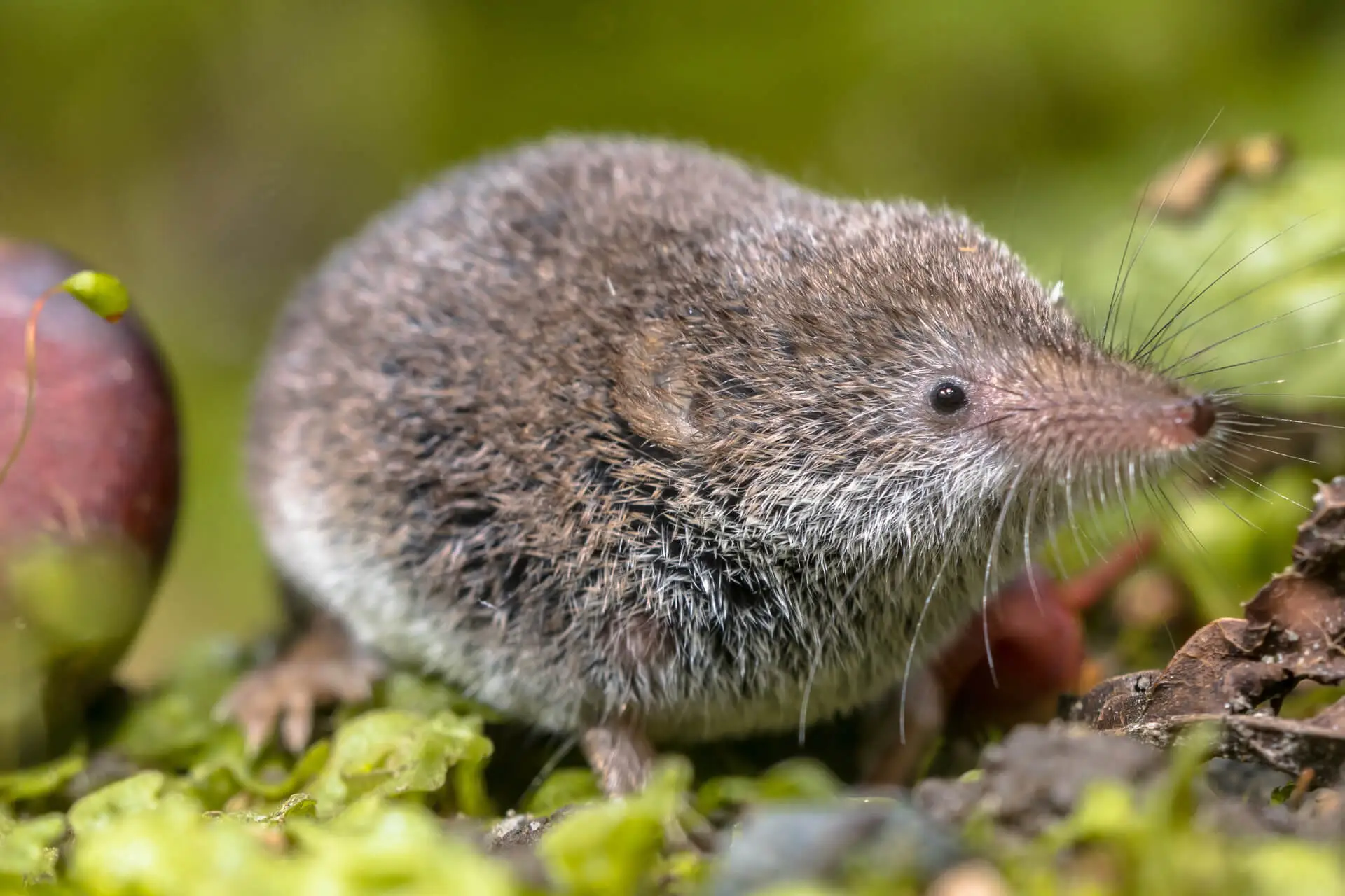 Eine Spitzmaus im Garten.