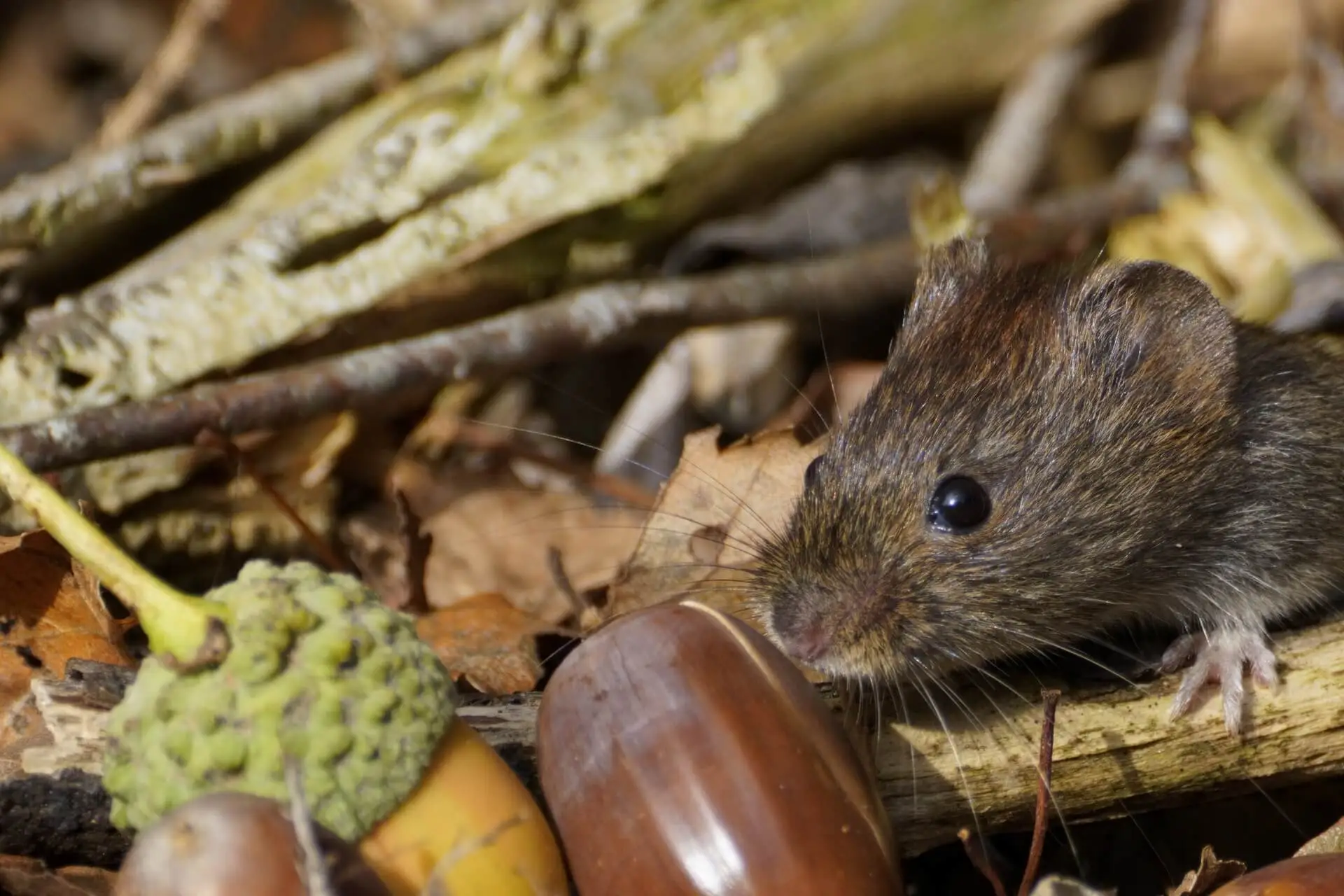 Mäuse im Garten Erst bestimmen, dann handeln GartenFlora