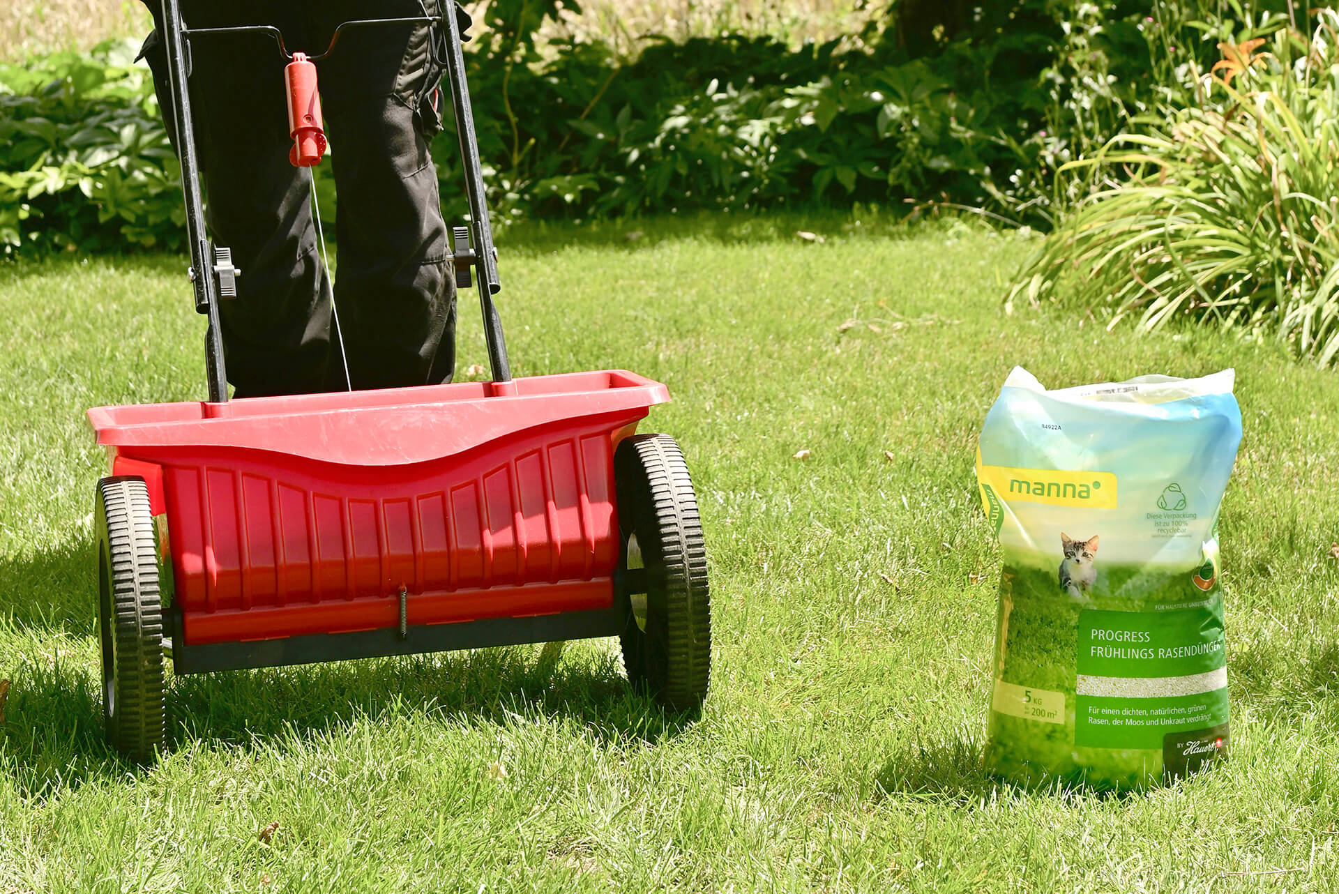Binsenkaktus: Standort und Pflege | GartenFlora