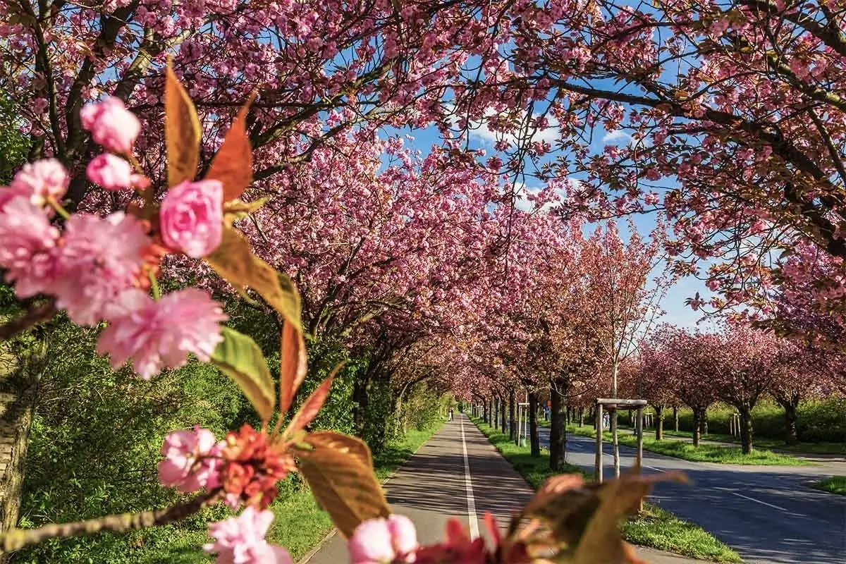 Blühende Kirschen auf dem Holzweg in Magdeburg [Foto: AdobeStock_Andrea-Schwingel]