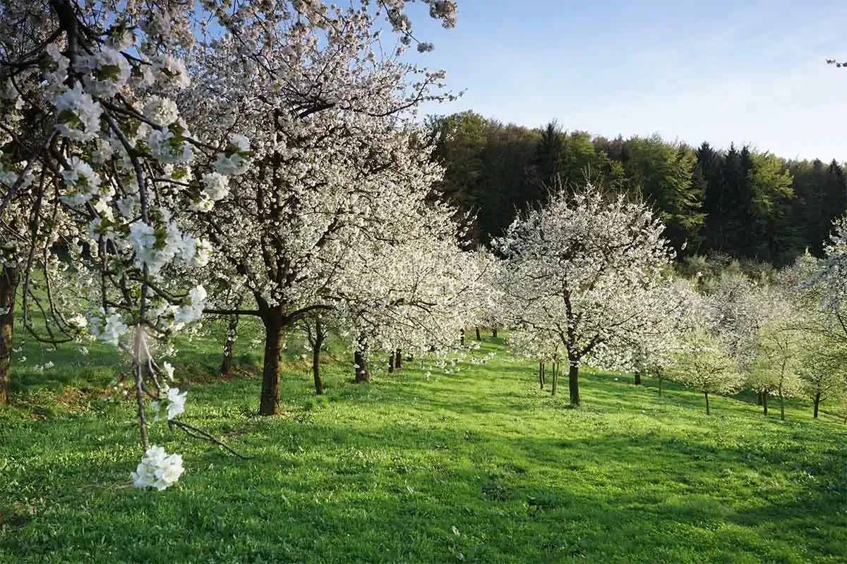 Kirschbäume in der Fränkischen Schweiz [Foto: AdobeStock_Stephan]