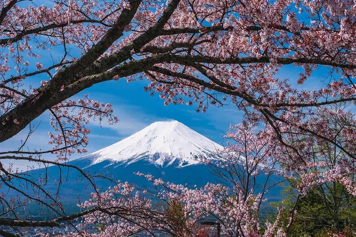 Sakura Kirschblüte vor Mount Fuji [Foto: AdobeStock_VTT Studio]