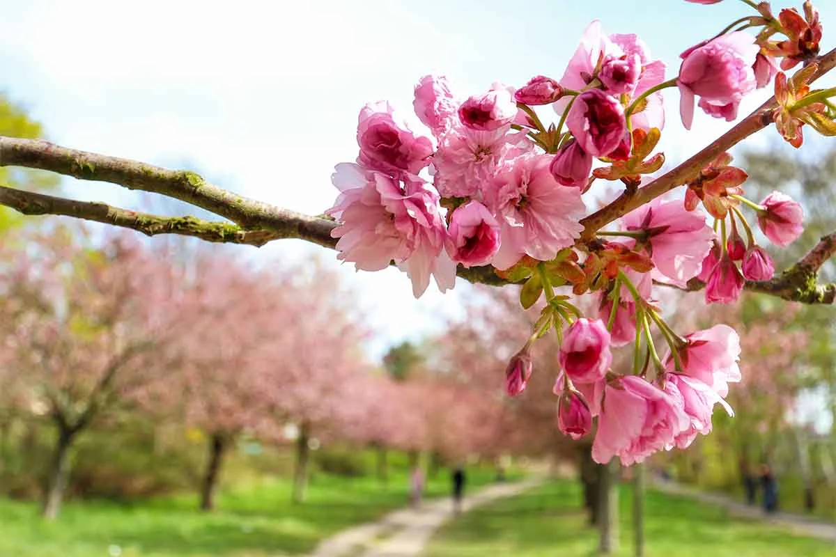 Teltower Kirschbluete in einer Nahaufnahme. Man sieht die geoeffneten rosafarbenen bis pinken Blueten an einem Ast. Dahinter erstreckt sich der Schotterweg zwischen den anderen KIrschbaeumen. [Foto: AdobeStock_Sybille]