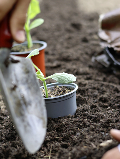 Kleine Gemüsepflanzen werden mit einer Handschaufel in ein Beet gepflanzt.