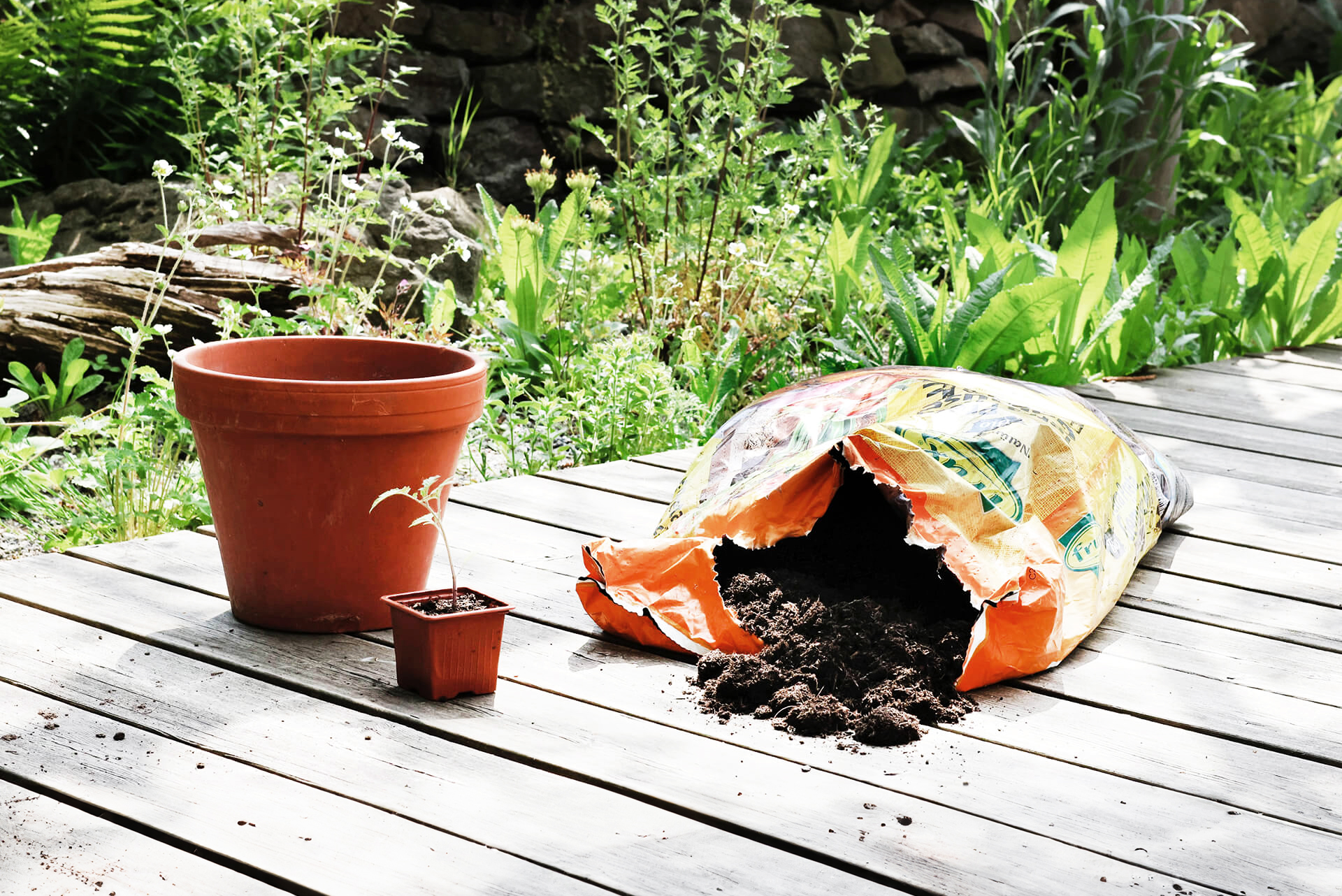 Welche torffreie Erde für welche Pflanzen und warum? GartenFlora