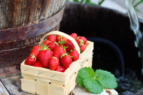 Ein Körbchen mit Häberli-Erdbeeren vor einem Fass