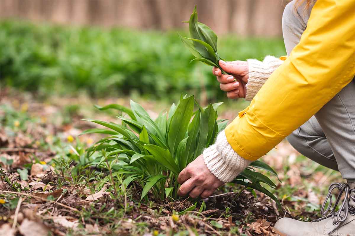 Eine Person mit einer gelben Jacke sammelt Baerlauch von einem Waldboden [Foto: AdobeStock_encierro]