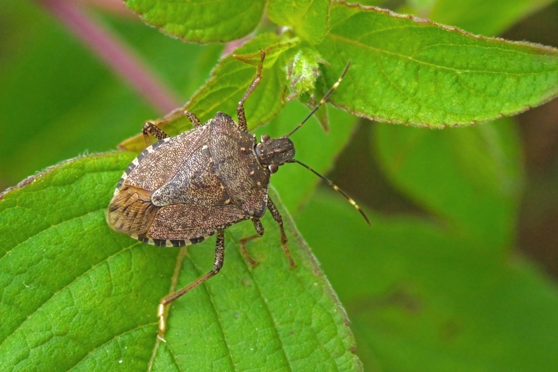 Marmorierte Baumwanze auf Blatt.