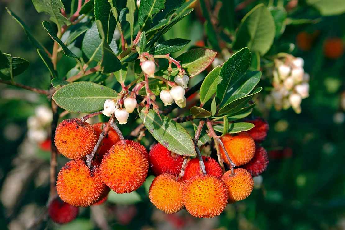 Nahaufnahme von den Zweigen eines Erdbeerbaums: Das Gehölz trägt rote, kugelige Früchte und Rispen mit weißen Blüten. Foto: AdobeStock_HVPM dev