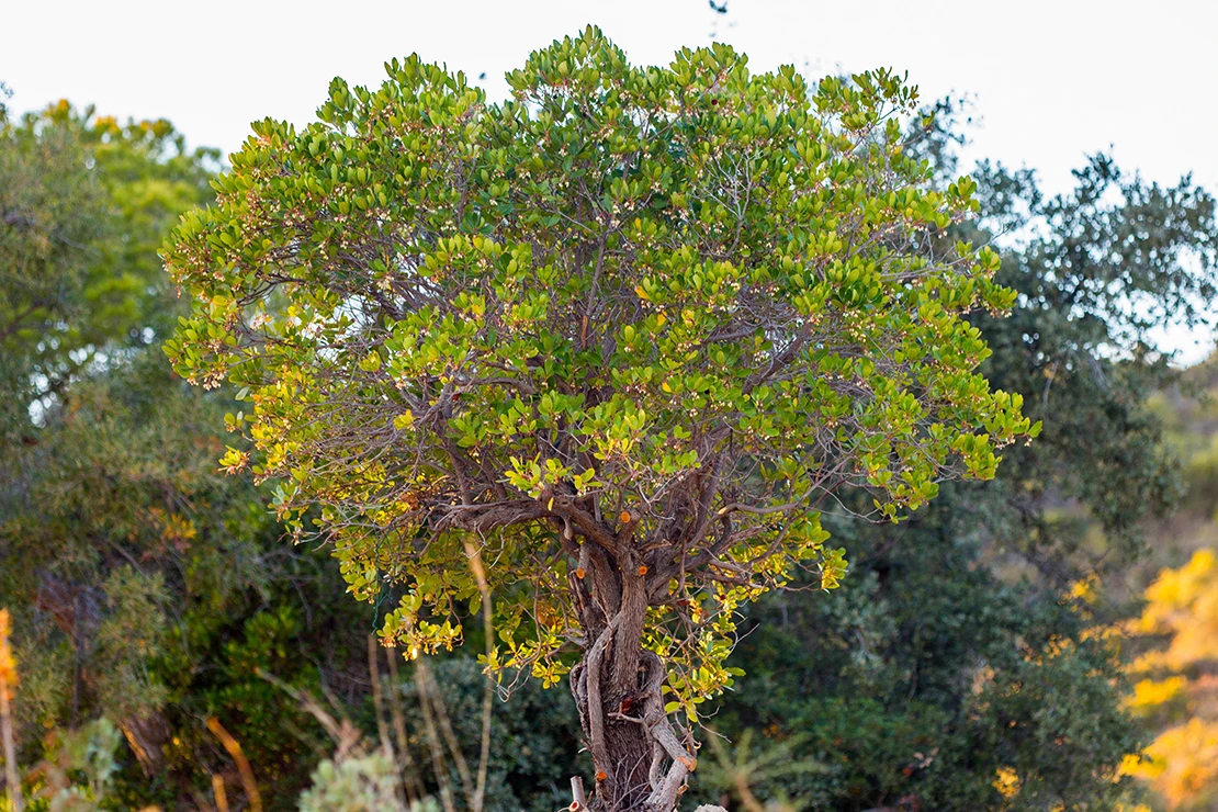 Arbutus unedo mit leicht schirmförmiger Krone. Foto: AdobeStock_Mauro Rodrigues