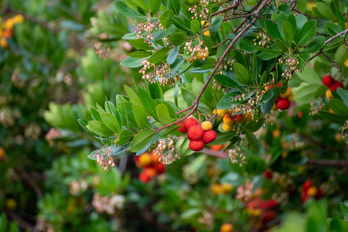 Blick auf einen Erdbeerbaum: Das Gehölz trägt rote, kugelige Früchte und teilweise abgeblühte Blütenrispen. Foto: AdobeStock_barmalini