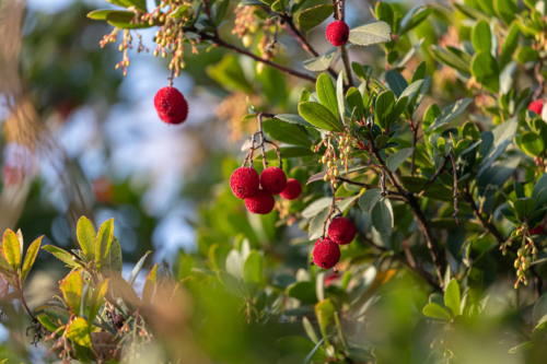Blick auf einen Erdbeerbaum: Das Gehölz trägt rote, kugelige Früchte und teilweise abgeblühte Blütenrispen. Foto: AdobeStock_saad