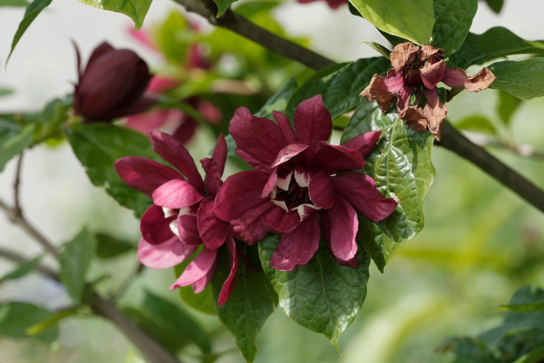 Gewürzstrauch: Zweige mit bordeauxroten Blüten und hellgrünen Blättern. Foto: AdobeStock_Marc