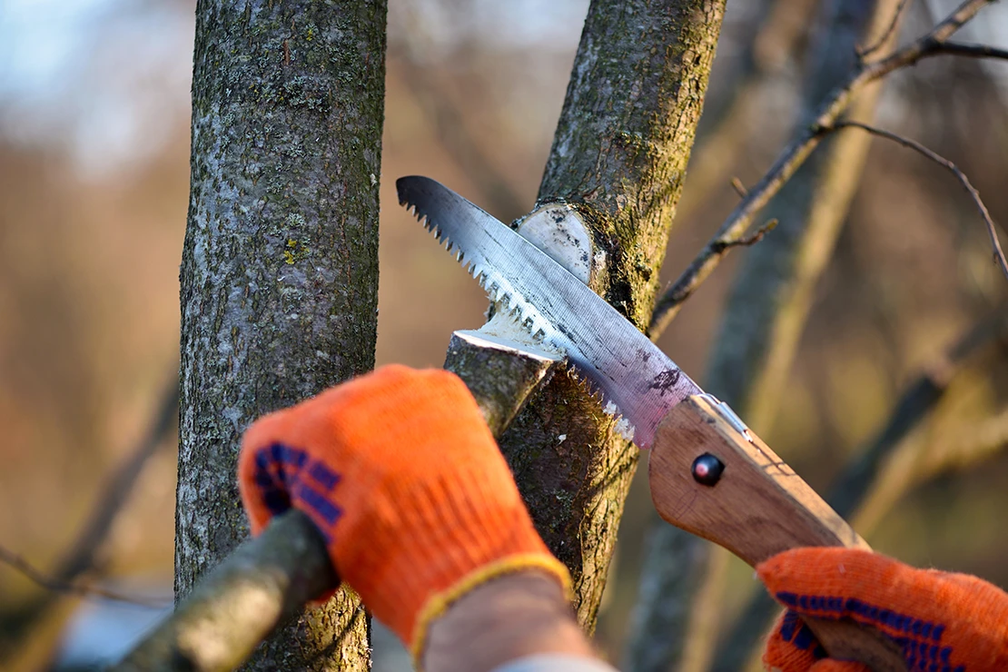 Eine Person mit zwei orangefarbenen Gartenhandschuhen sägt einen Ast vom Baum an. Zu sehen sind zwei Hände: Mit der linken Hand wird der Ast festgehalten, die andere hält eine kleine Handsäge mit Holzgriff. Foto: AdobeStock_nmelnychuk