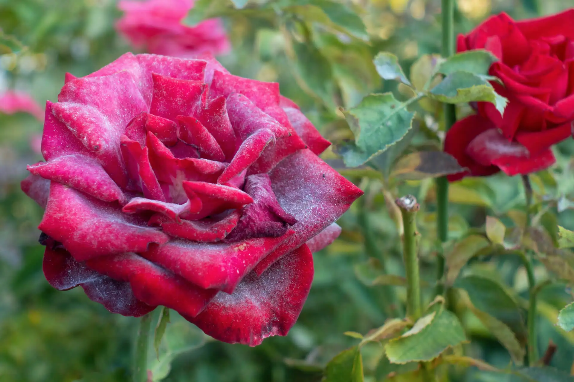 Rose mit Echtem Mehltau.