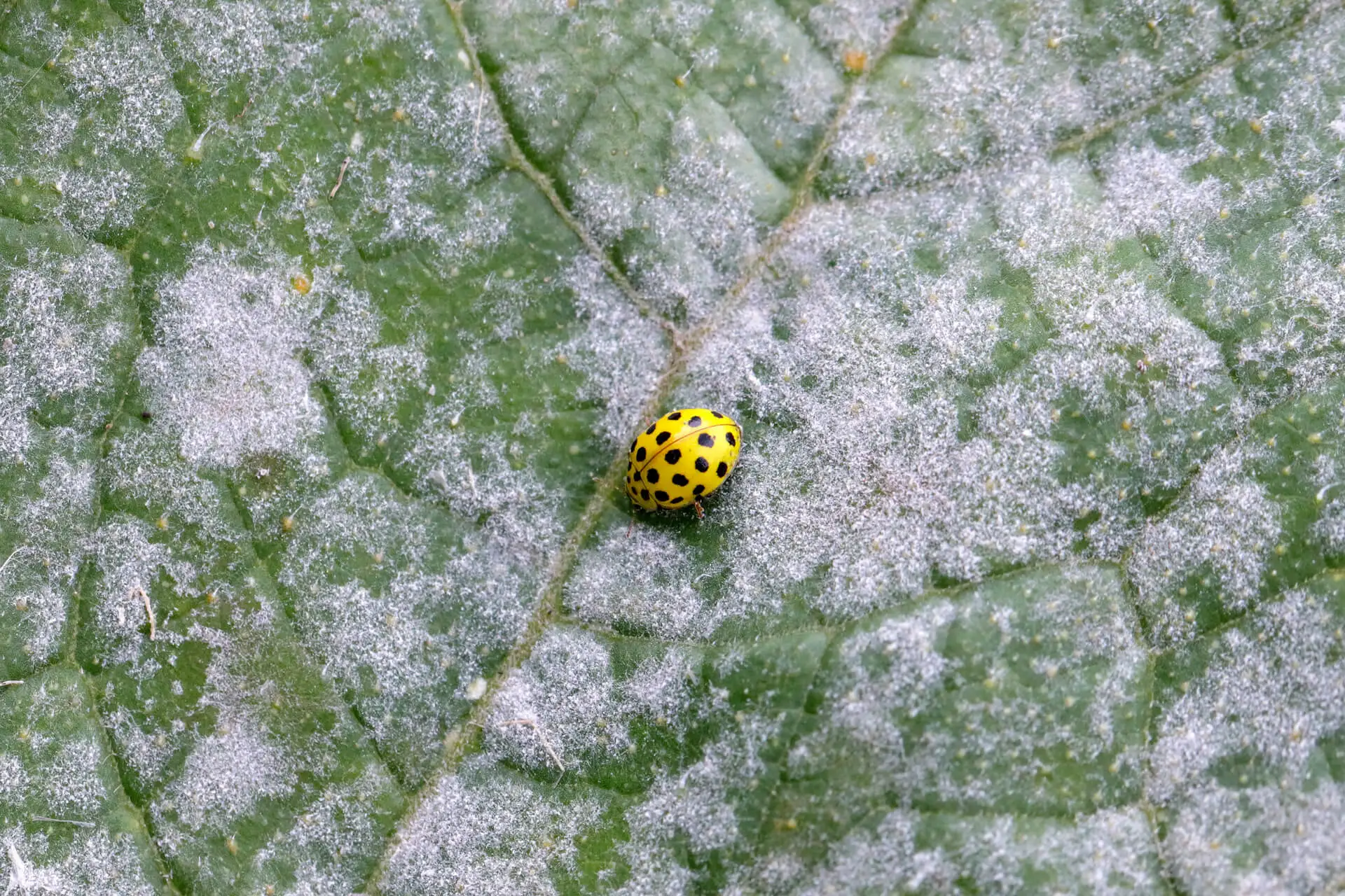 Marienkäfer auf Blatt mit Mehltau.