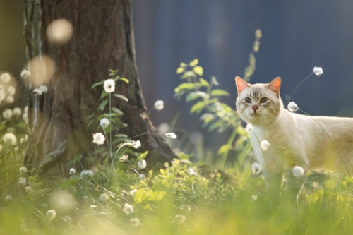 Eine Katze steht neben einem Baum, um sie herum verschiedene blühende Gräser