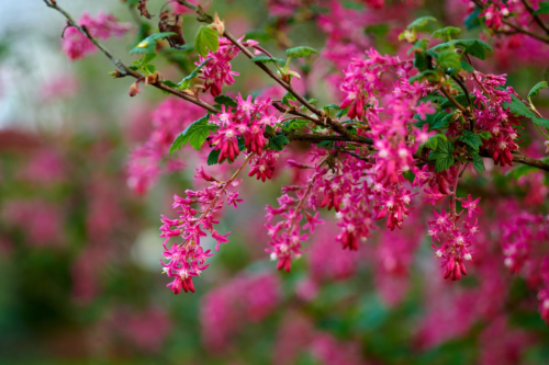 Pinke Blüten der Blutjohannisbeere in der Nahaufnahme. [Foto: SteenoWac/peopleimages.com]
