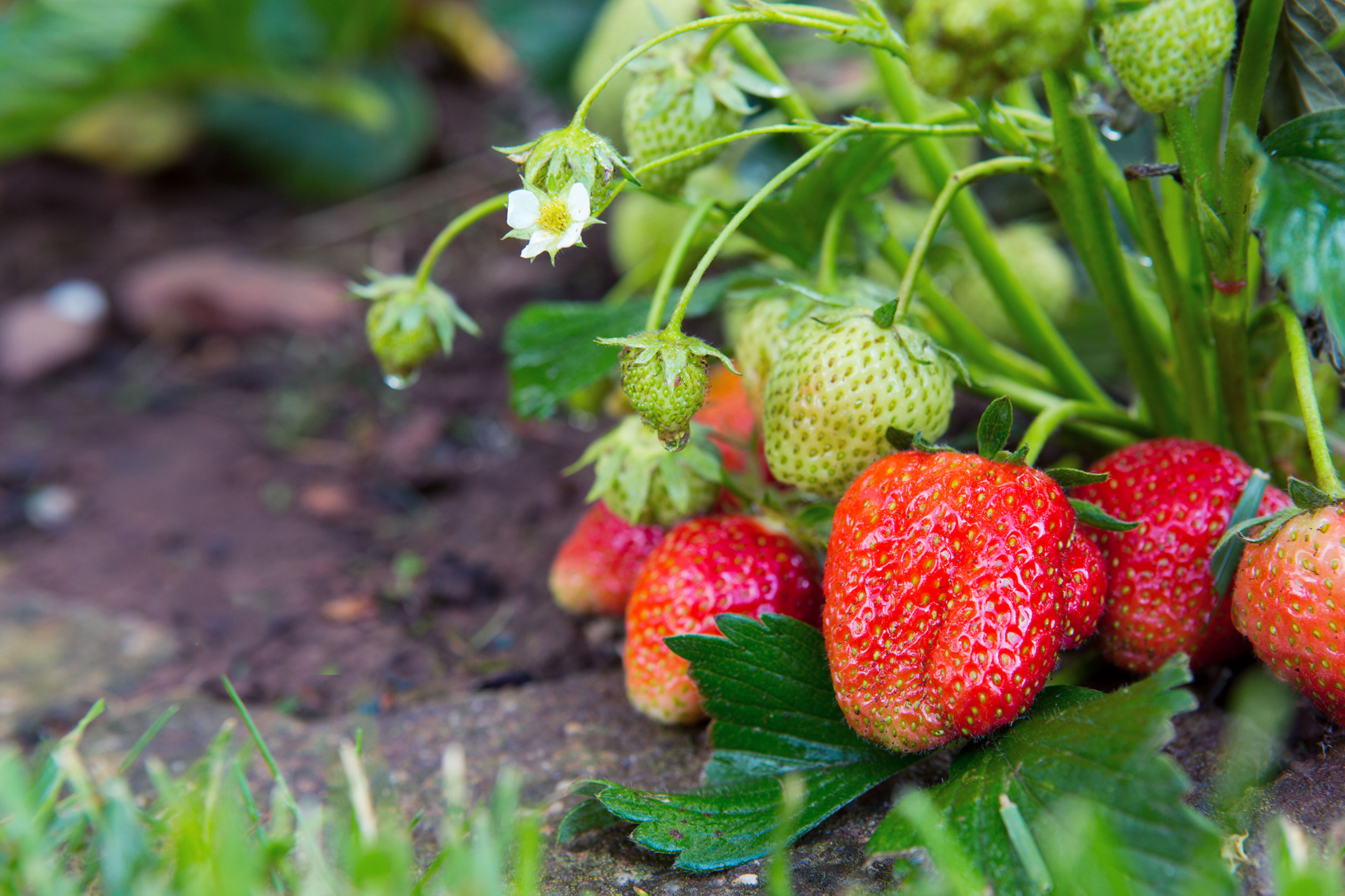 Erdbeeren Pflanzung, Pflege und Ernte GartenFlora