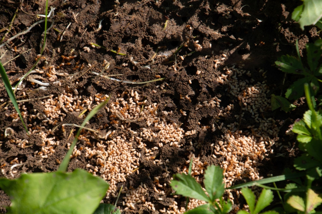 Nest der Roten Gartenameise mit Arbeiterinnen und Larven an den Eingängen zu den unterirdischen Gängen.
