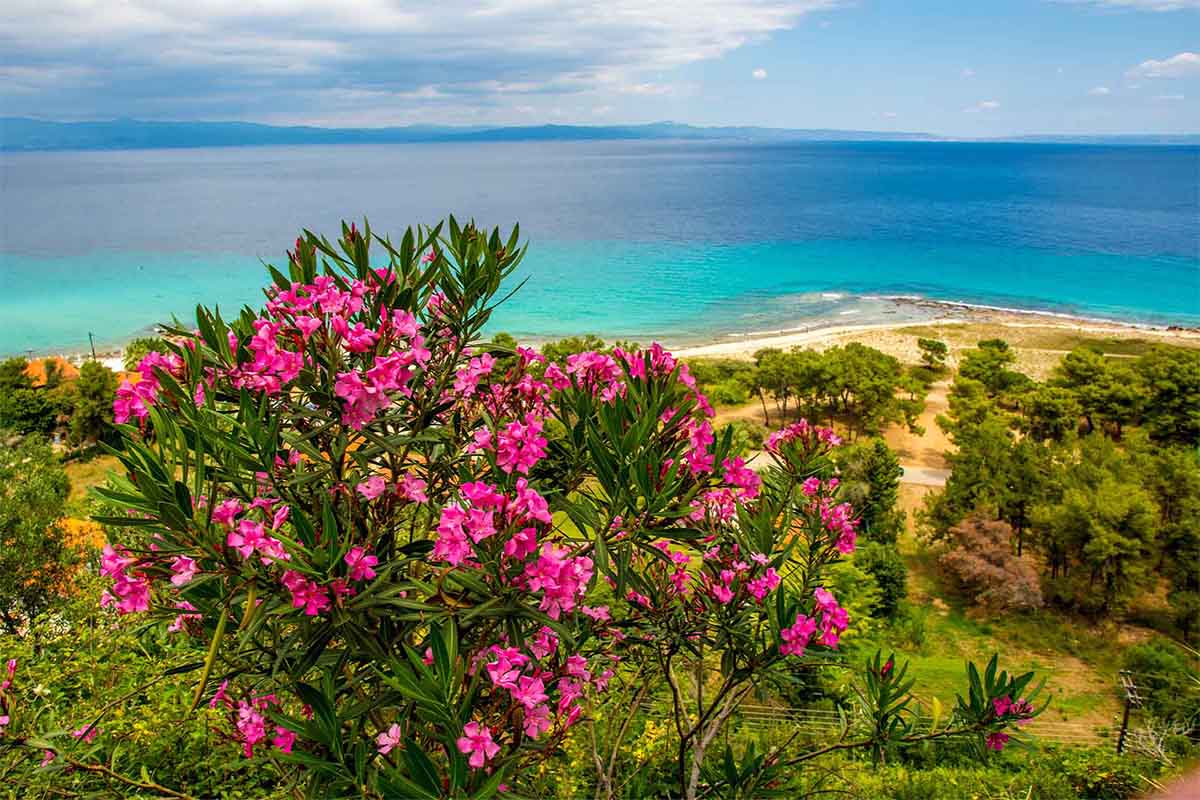 Oleander waechst in Griechenland [Foto: AdobeStock_Ivan]