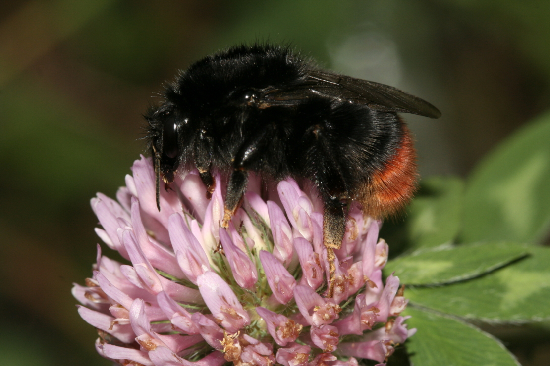 Steinhummel auf Kleeblüte.