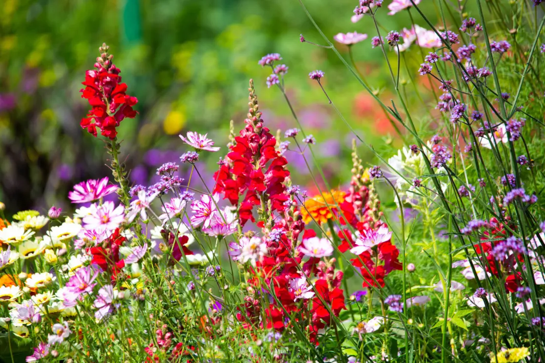 Rotblühende Löwenmäulchen in gemischtem Blumenbeet.