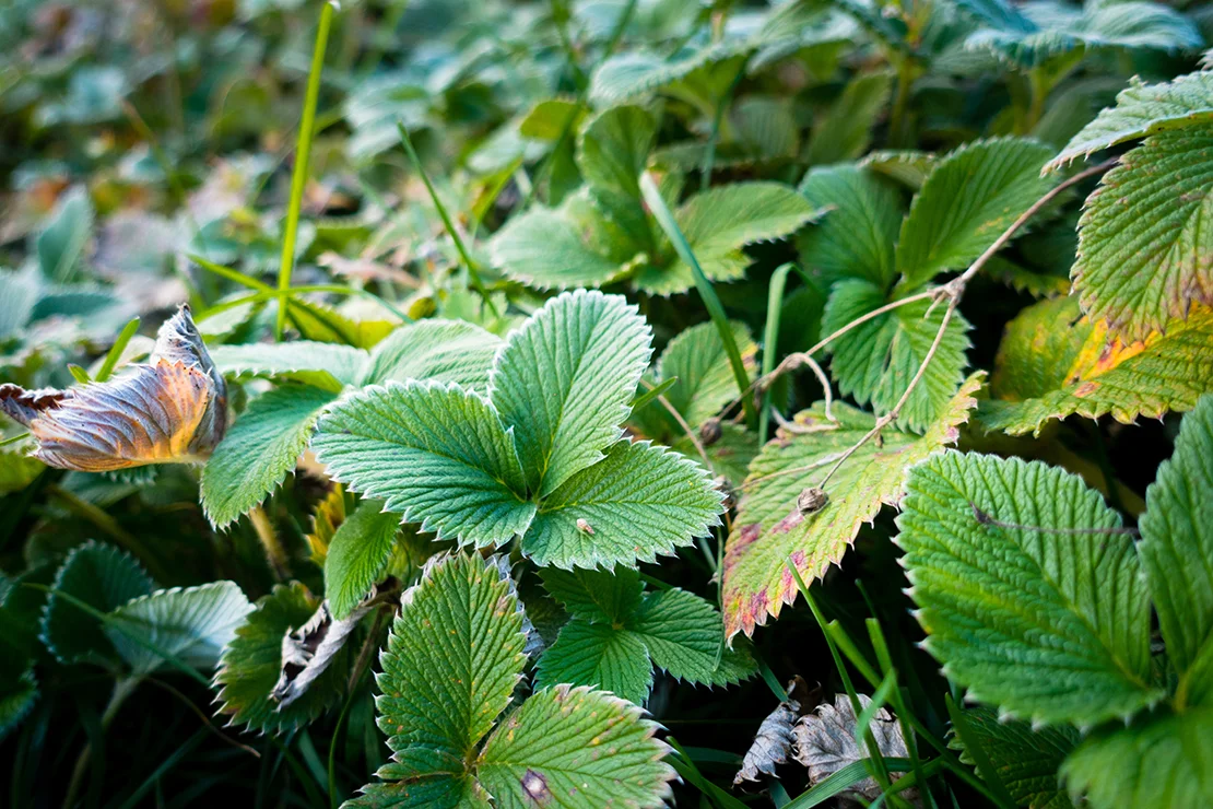 Blätter der Walderdbeere. Foto: AdobeStock_Rupendra143