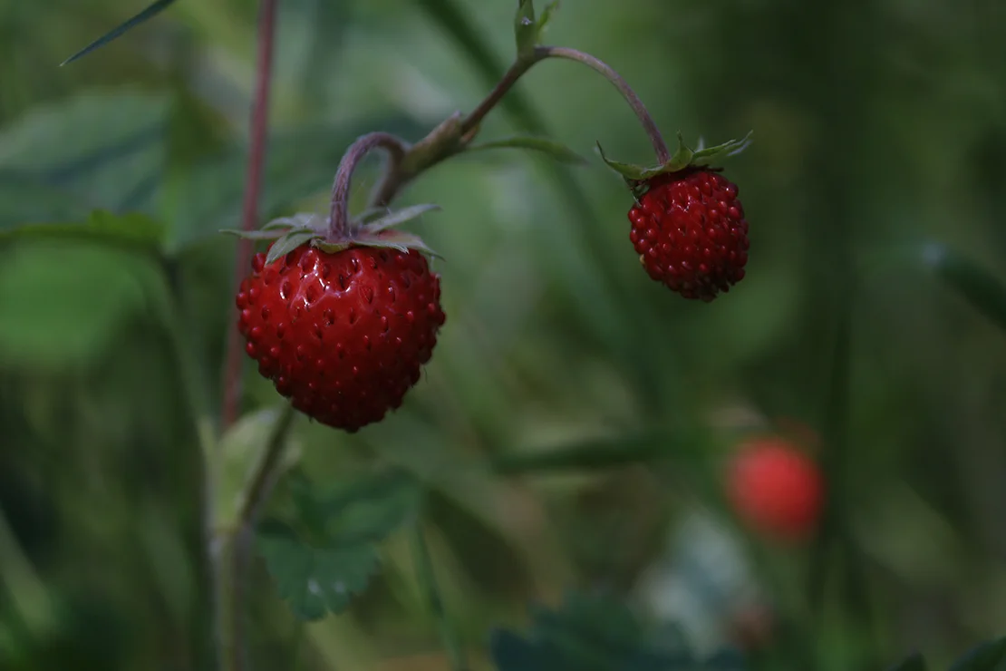 Zwei kleine Walderdbeeren am Strauch in der Nahaufnahme. Foto: AdobeStock_svet_sin