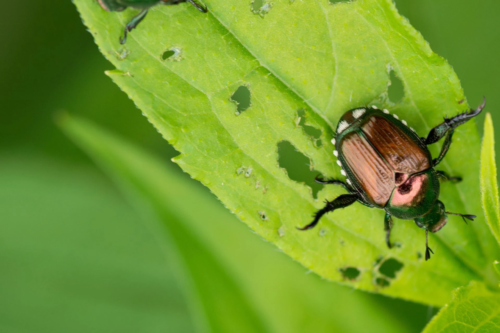 Japankäfer auf einem Blatt mit Fraßlöchern.